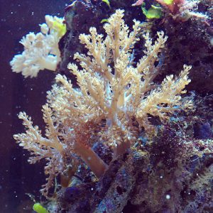 Kenya tree coral