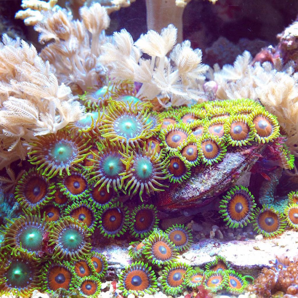 zoanthus - Mister Nano Reef