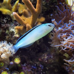 White Blenny Fish