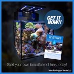 How To Feed Saltwater Fish - Mister Nano Reef